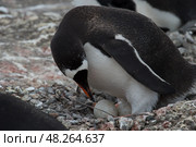 Gentoo mother with egg on the nest in Antarctica. Стоковое фото, фотограф Vladimir / Фотобанк Лори