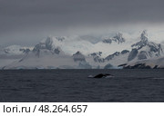Humpback whale tail with icy mountains backdrop Antarctica. Стоковое фото, фотограф Vladimir / Фотобанк Лори