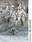Chinstrap Penguins coming to the water. Стоковое фото, фотограф Vladimir / Фотобанк Лори