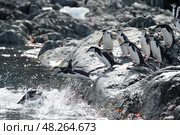Chinstrap Penguins coming to the water. Стоковое фото, фотограф Vladimir / Фотобанк Лори