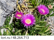 The plant (Carpobrotus edulis) grows close-up. Стоковое фото, фотограф Татьяна Ляпи / Фотобанк Лори