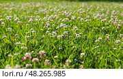 A bee on a clover flower. Trifolium pratense, the white clover in the meadow. White-flowered clover and Poa annua, or annual meadow grass on the lawn in summer in the sunlight. Meadow flowers Close up. Стоковое видео, видеограф Марина Демидюк / Фотобанк Лори