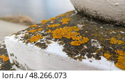 Close-up shot of weathered white concrete surface covered in patches of vibrant yellow and dark gray lichen. Concept: natural decomposition and textural detail. Стоковое фото, фотограф Елена Никишина / Фотобанк Лори