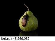 Груша. Стоковое фото, фотограф Сергей Чупахин / Фотобанк Лори