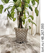 Indoor Diffenbachia plant growing in a decorative macrame pot, enhancing interior decor with its lush foliage. Стоковое фото, фотограф Кривошеина Елена Леонидовна / Фотобанк Лори