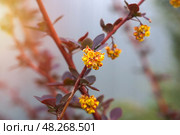 Желтые цветы красного барбариса оттавского (berberis ottawensis) Superba. Стоковое фото, фотограф Евгения Золкина / Фотобанк Лори