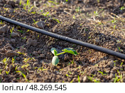 A sprout of a young zucchini grows in a bed with a drip irrigation pipe with dripping water. Watering vegetables in the garden. Стоковое фото, фотограф Коханова Наталья / Фотобанк Лори