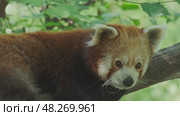 Red panda on tree. Стоковое видео, видеограф Михаил Коханчиков / Фотобанк Лори