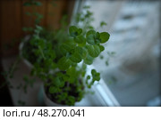 Мята домашняя на подоконнике. Стоковое фото, фотограф Елена / Фотобанк Лори