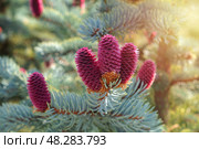Яркие розовые шишки на ветках голубой ели Picea asperata (ель шероховатая) Стоковое фото, фотограф Евгения Золкина / Фотобанк Лори