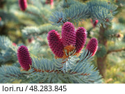 Большие розовые шишки на ветках голубой ели Picea asperata (ель шероховатая) Стоковое фото, фотограф Евгения Золкина / Фотобанк Лори