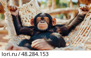 A Chimp's Tranquil Repose: primate Resting Peacefully in a Hammock, Enjoys a Moment of Serenity. Стоковое AI-изображение, AI-художник Данила Большаков / Фотобанк Лори