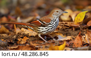 foraging brown thrasher ai generated. Стоковое AI-изображение, AI-художник Vectorwin / Фотобанк Лори