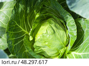 Green head of vitamin dietary fresh early June cabbage in a garden bed at the dacha on a sunny summer day. Growing organic vegetables as a hobby. Top view, close-up. Natural vegetablel background. Стоковое фото, фотограф Виктория Катьянова / Фотобанк Лори
