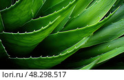 leaves aloe ferox. Стоковое AI-изображение, AI-художник Vectorwin / Фотобанк Лори
