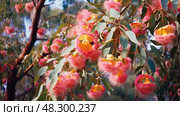 vibrant australia eucalyptus trees. Стоковое AI-изображение, AI-художник Vectorwin / Фотобанк Лори