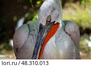Кудрявый пеликан (Pelecanus crispus ) пристально смотрит одним глазом в кадр. Снят крупным планом в Государственном зоологическом парке Удмуртии (ижевском зоопарке) (2021 год). Стоковое фото, фотограф Александр Ермулин / Фотобанк Лори