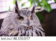 Филин (Bubo bubo) с серо-чёрным оперением пристально смотрит вдаль. Снят крупным планом в Ленинградском зоопарке (2022 год). Стоковое фото, фотограф Александр Ермулин / Фотобанк Лори