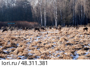 A herd of deer are grazing in a field. Стоковое фото, фотограф Скрипачев Антон / Фотобанк Лори