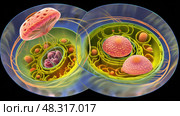 division plant cell ai generated. Стоковое AI-изображение, AI-художник Vectorwin / Фотобанк Лори