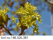 The flower buds of the holly maple are blooming (lat. Acer platanoides). Holly maple is a woody plant species of the genus Maple (Acer) of the Sapindaceae family. Стоковое фото, фотограф Андрей Жигальцов / Фотобанк Лори