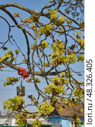 The flower buds of the holly maple are blooming (lat. Acer platanoides). Holly maple is a woody plant species of the genus Maple (Acer) of the Sapindaceae family. Стоковое фото, фотограф Андрей Жигальцов / Фотобанк Лори