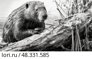 gnawing beaver black and white ai generated. Стоковое AI-изображение, AI-художник Vectorwin / Фотобанк Лори