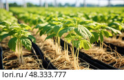 medicinal ginseng plant ai generated. Стоковое AI-изображение, AI-художник Vectorwin / Фотобанк Лори