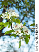 Beautiful pear tree flowers on branch in spring. Close-up of white inflorescences of pear tree. Стоковое фото, фотограф Светлана Акифьева / Фотобанк Лори