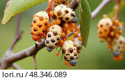 infestation tree insect ai generated. Стоковое AI-изображение, AI-художник Vectorwin / Фотобанк Лори