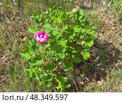 Дикорастущий крымский пион (лат. Paeonia daurica). Лес в  Крымскиих горах, апрель. Стоковое фото, фотограф Сергей Рыбин / Фотобанк Лори