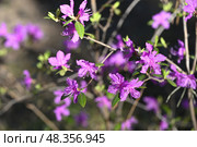 Цветущая багульника (Rhododendron dauricum) весной. Стоковое фото, фотограф Ольга Воронова / Фотобанк Лори