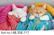Cozy Cats: Two Felines Snuggled in Warm Knitted Blankets, Perfect for a Chilly Autumn Day. Стоковое AI-изображение, AI-художник Данила Большаков / Фотобанк Лори