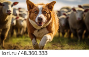 herding red heeler ai generated. Стоковое AI-изображение, AI-художник Vectorwin / Фотобанк Лори