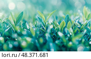 Fresh Growth: A close-up on vibrant green sprouts kissed by morning dew, symbolic of new beginnings and the vitality of nature. Стоковое AI-изображение, AI-художник Данила Большаков / Фотобанк Лори