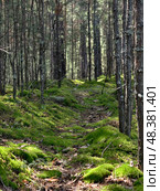 Photograph of a mossy forest on a summer day. Стоковое фото, фотограф Сергей Пристяжнюк (Serg Zastavkin) / Фотобанк Лори