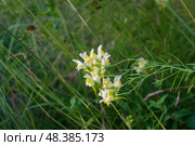 Льнянка обыкновенная ( Linaria vulgaris) — травянистое многолетнее растение, вид рода Льнянка, Тульская область, Россия. Стоковое фото, фотограф Андрей Цыганков / Фотобанк Лори