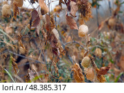 Dry fruits of Rabid cucumber or echinocystis lobata plants. Стоковое фото, фотограф Александр Прошкин / Фотобанк Лори