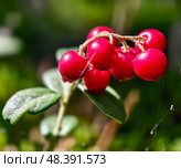 Гроздь ягод брусники в лесу. Фото крупным планом. Berry cluster of lingonberries Vaccinium vitis-idaea in the forest. Macro close-up photo of cowberry bunch. Стоковое фото, фотограф Сергей Пристяжнюк (Serg Zastavkin) / Фотобанк Лори