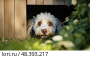 puppy pet door ai generated. Стоковое AI-изображение, AI-художник Vectorwin / Фотобанк Лори