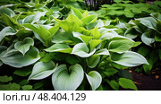 garden hosta plant ai generated. Стоковое AI-изображение, AI-художник Vectorwin / Фотобанк Лори