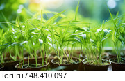 propagation spider plants ai generated. Стоковое AI-изображение, AI-художник Vectorwin / Фотобанк Лори