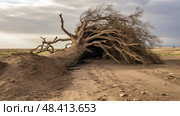 wind damaged tree ai generated. Стоковое AI-изображение, AI-художник Vectorwin / Фотобанк Лори