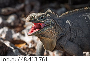 Iguana on island in the Caribbean sea... Стоковое фото, фотограф Андрей Армягов / Фотобанк Лори