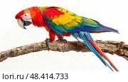 Colorful scarlet macaw perched on branch, tail feathers fanned out. Стоковое AI-изображение, AI-художник Данила Большаков / Фотобанк Лори