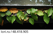 fresh leaves on gutter ai generated. Стоковое AI-изображение, AI-художник Vectorwin / Фотобанк Лори