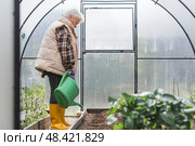 An elderly woman with a watering can waters the ground before planting a plant. Seedlings are planted in the ground in a greenhouse. The concept of spring planting of vegetables and agriculture. Стоковое фото, фотограф Photojuli / Фотобанк Лори