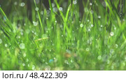 Green nature background with water dew drops on grass. Стоковое видео, видеограф Михаил Коханчиков / Фотобанк Лори