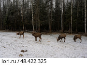Благородный олень в лесу. Стоковое фото, фотограф Пучков Андрей Александрович / Фотобанк Лори