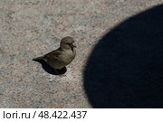 Воробей и тень на дороге. Стоковое фото, фотограф Тамара Селиванова / Фотобанк Лори